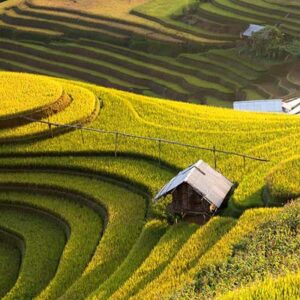 Tour Mù căng chải – Suối giàng – Tú lệ – Mùa lúa chín